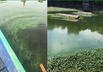 藍藻治理-武漢墨水湖項目